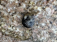 Nerita scabricosta