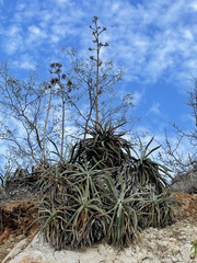 Agave capensis