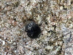 Nerita scabricosta