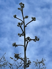 Agave capensis