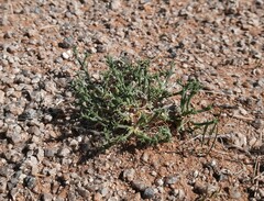 Anabasis brevifolia