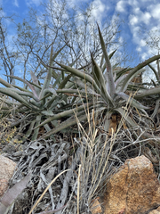 Agave capensis