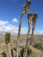 Yucca valida