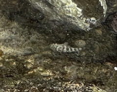 Abudefduf declivifrons