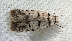 Scatochresis episema