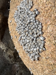 Echinolittorina aspera