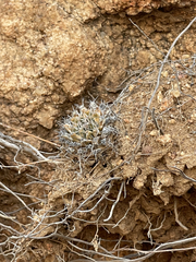 Mammillaria peninsularis