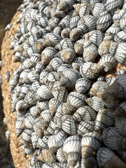 Echinolittorina aspera