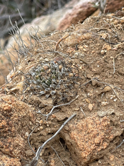 Mammillaria peninsularis
