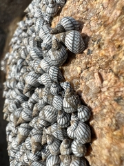 Echinolittorina aspera