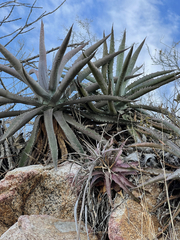 Agave capensis