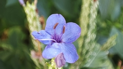 Commelina tuberosa
