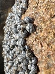 Echinolittorina aspera