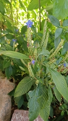 Commelina tuberosa
