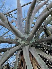 Agave capensis