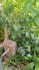 Commelina tuberosa