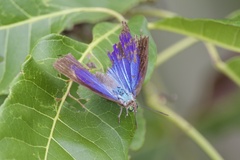Arhopala