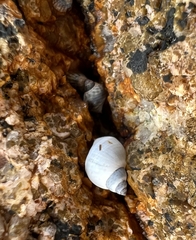 Echinolittorina modesta