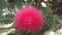 Calliandra haematocephala