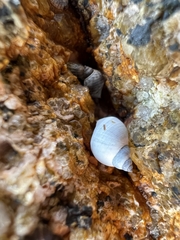 Echinolittorina modesta