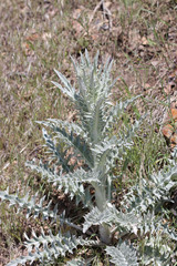 Cirsium undulatum