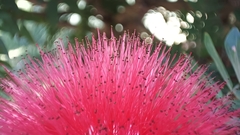 Calliandra haematocephala