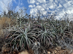 Agave capensis