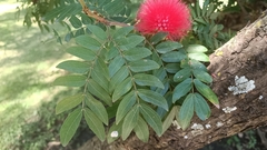 Calliandra haematocephala