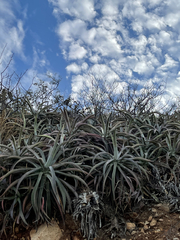 Agave capensis