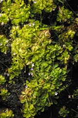 Pinguicula emarginata