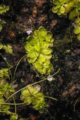 Pinguicula emarginata