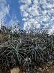 Agave capensis