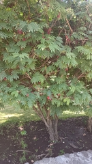 Calliandra haematocephala