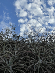 Agave capensis