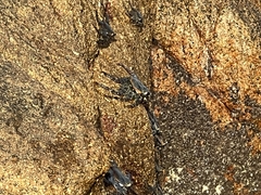 Grapsus grapsus
