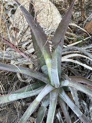 Agave capensis