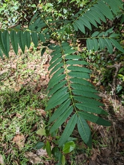 Ailanthus triphysa