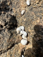 Echinolittorina modesta