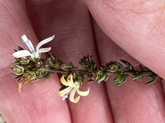 Wahlenbergia tenella
