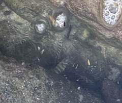 Abudefduf declivifrons