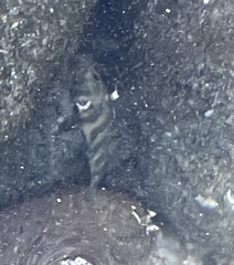 Abudefduf declivifrons