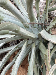 Agave capensis
