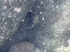 Abudefduf declivifrons