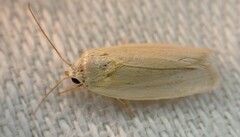 Earias chlorodes