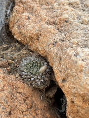 Mammillaria peninsularis