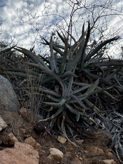 Agave capensis