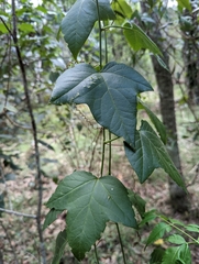 Passiflora herbertiana