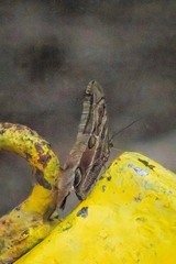 Eryphanis aesacus