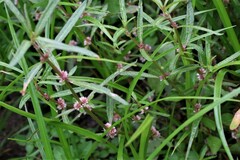 Alternanthera denticulata