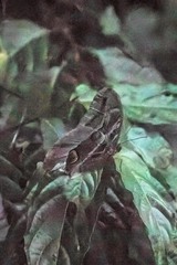 Eryphanis aesacus